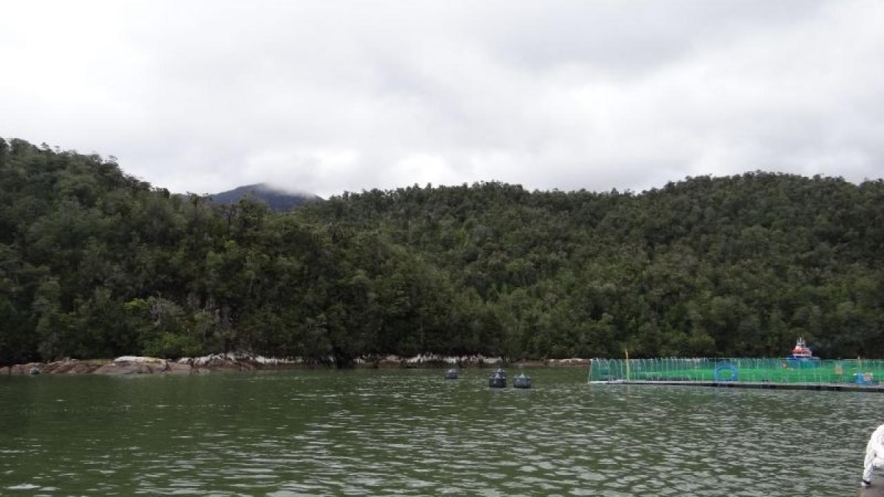 SMA golpea a Cooke Aquaculture: clausura dos centros en Parque Nacional y multa millonaria