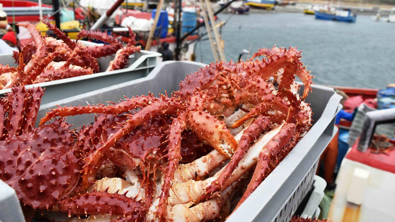 Centolla magallánica: FNE acusa cartel y pide multas por U$54 millones